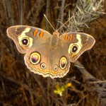 Common Buckeye, Harshaw Road