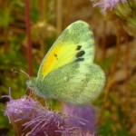 Dainty Sulphur, California Gulch