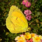 Sleepy Orange, Patagonia Butterfly Garden