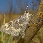 Poling's Giant-Skipper, Patagonia Lake