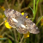 White-patched Skipper in California Gulch