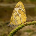 Common Mestra, California Gulch