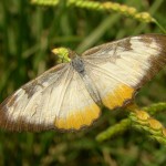 Common Mestra in Sycamore Canyon