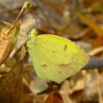 Boisduval's Yellow, Harshaw Road