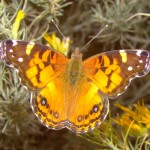 American Lady, Harshaw Road