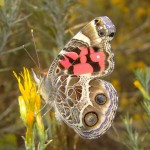 American Lady, Harshaw Road