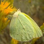 Lyside Sulphur on Harshaw Road