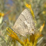 Leda Ministreak, winter form, Harshaw Road