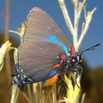 Great Purple Hairstreak on Harshaw Road