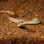 Sonoran Whipsnake, Harshaw Canyon