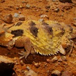 Greater Short-horned Lizard