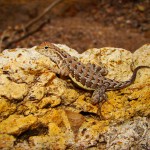 Elegant Earless Lizard, Patagonia Lake