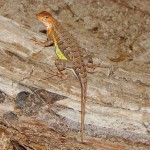 Elegant Earless Lizard, Arivaca Lake