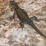 Yarrow's Spiny-Lizard, Madera Canyon
