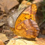 Mexican Fritillary on Harshaw Creek