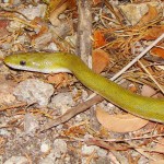 Green Ratsnake, Patagonia Mountains