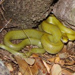 Green Ratsnake, Patagonia Mountains