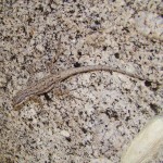 Lizard on granite, Madera Canyon