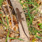 Ornate Tree Lizard, Patagonia