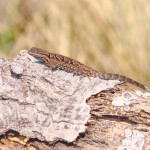 Ornate Tree Lizard, Patagonia