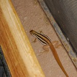 Desert-Grassland Whiptail, Patagonia