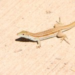 Sonoran Spotted Whiptail, Patagonia