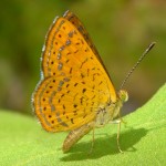 Arizona Metalmark on Sonoita Creek