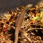 Sonoran Spotted Whiptail, Patagonia