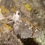 Arizona Giant-Skipper, California Gulch