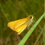 Sunrise Skipper at Parker Canyon Lake