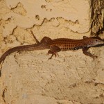 Whiptail Lizard sp., Patagonia Lake