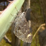 Huachuca Giant-Skipper, Sawmill Canyon