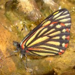 Chiricahua White in Sawmill Canyon