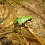 Arizona Tree Frog, Sawmill Canyon