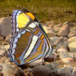 Arizona Sister, Sawmill Canyon