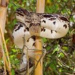 Gopher Snake in bamboo, Patagonia