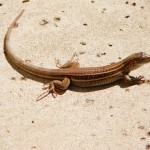 Whiptail Lizard.......................