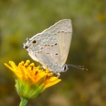 Mallow Scrub-Hairstreak on Harshaw Road