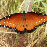 Queen in Patagonia