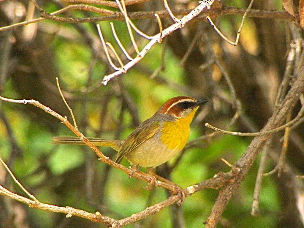 Rufous-capped Warbler at Patagonia-Sonoita Creek Preserve