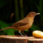 Clay-colored Robin