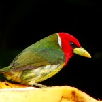 Red-headed Barbet, Nueva Suiza