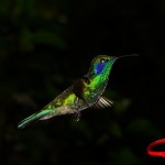 Green Violetear, Nueva Suiza