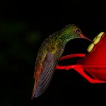 Rufous-tailed Hummingbird, Nueva Suiza