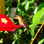 Female Hummingbird, Nueva Suiza