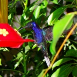 Violet Sabrewing, male, Nueva Suiza