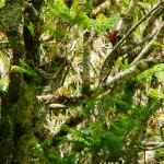 Sulphur-cheeked Parakeets, Finca Lerida