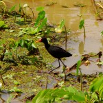 Wattled Jacana, Gamboa