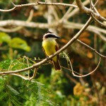 Lesser Kiskadee, Gamboa