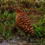 Rufescent Tiger-Heron, Gamboa